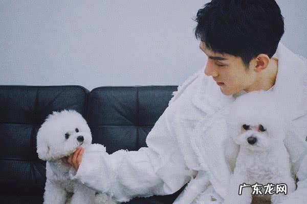 比熊纯种和不纯的图片 李佳琦家的狗是什么狗