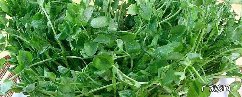 豆苗是寒性还是热性 豆苗是凉性还是热性