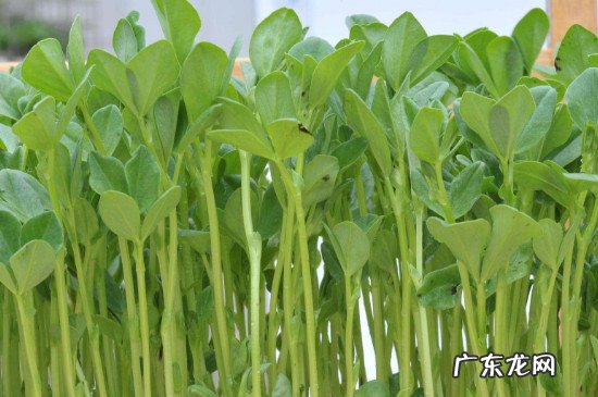 豆苗是寒性还是热性 豆苗是凉性还是热性