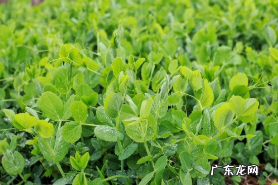 豆苗是寒性还是热性 豆苗是凉性还是热性