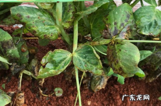 十二月份可以种豌豆吗 豌豆12月份还可以播种吗