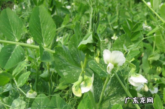 十二月份可以种豌豆吗 豌豆12月份还可以播种吗