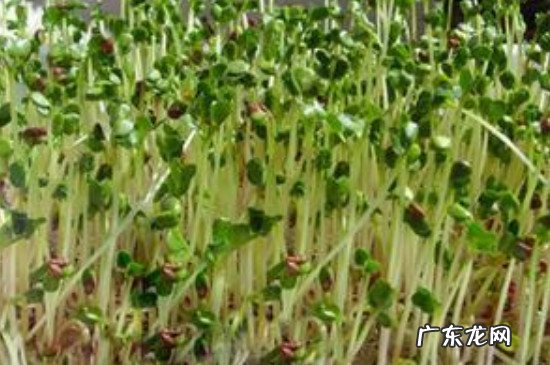 豌豆怎么种植 碗豆芽种植方法