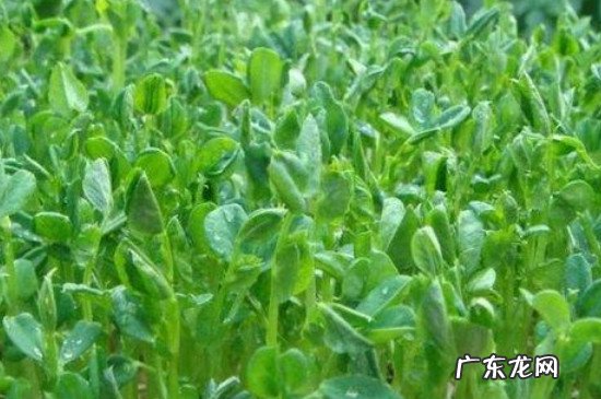 豌豆怎么种植 碗豆芽种植方法