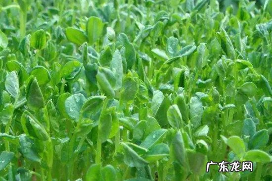 豌豆尖长多大第一次掐尖 豌豆苗多高掐尖