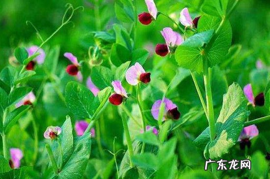 豌豆尖买回来需要择吗 豌豆尖怎么择