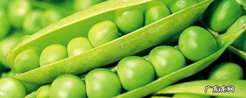 豌豆尖买回来需要择吗 豌豆尖怎么择