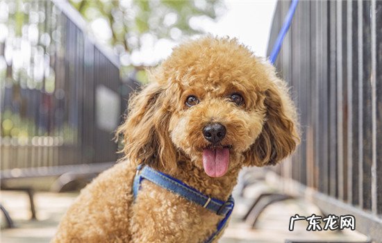 泰迪狗冬天剪毛会冷吗 冬天泰迪毛剪短会冷吗