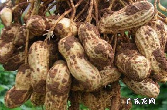 花生怎么沤肥,可以直接埋土里吗 花生米埋土可做肥料吗