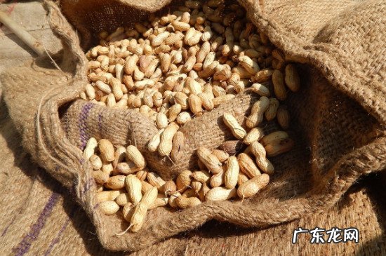 花生怎么沤肥,可以直接埋土里吗 花生米埋土可做肥料吗