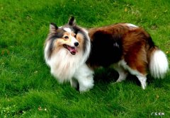 小型苏格兰牧羊犬 苏牧的价格