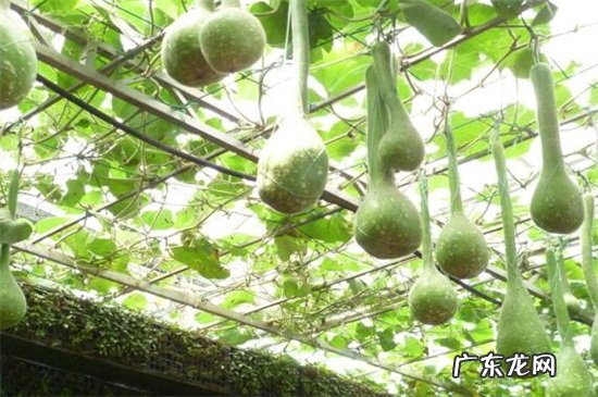 吊瓜学名叫什么 吊瓜还叫什么名