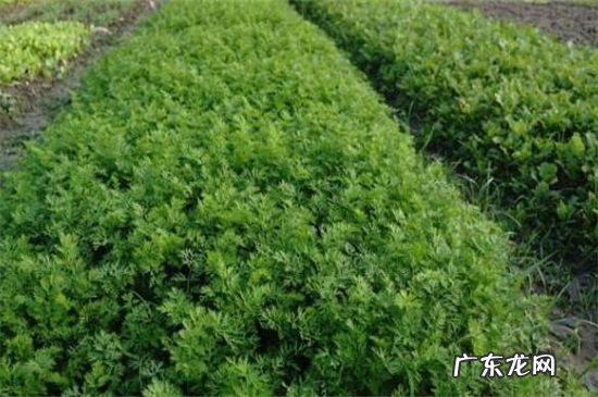 吊瓜学名叫什么 吊瓜还叫什么名