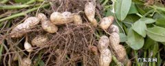 秋季花生什么时候收获 秋花生种植时间和方法