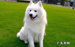 萨摩耶幼犬价格 萨摩耶幼犬的价格多少