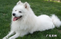 小狗萨拉针对哪三个问题 喂养萨摩耶犬注意事项