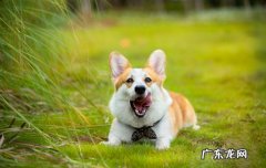 柯基吃了驱虫药之后吐了 柯基驱虫后可以洗澡吗