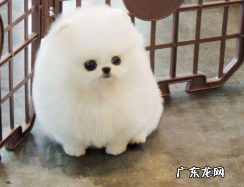 长不大的茶杯犬寿命是多少 迷你茶杯犬长不大吗