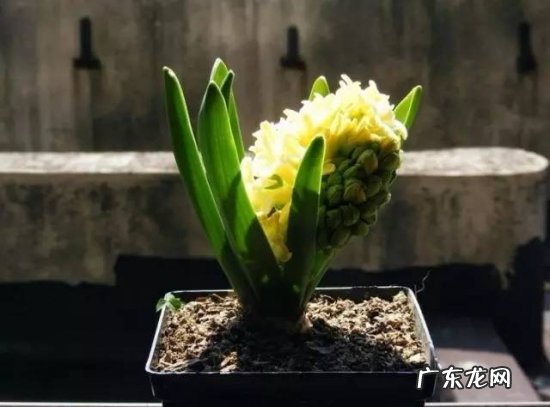 花缺肥料了怎么办 植物缺肥症状及对应的花肥沤制方法