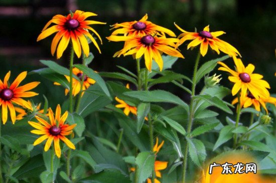 金菊怎么养殖 金光菊的养殖方法和注意事项