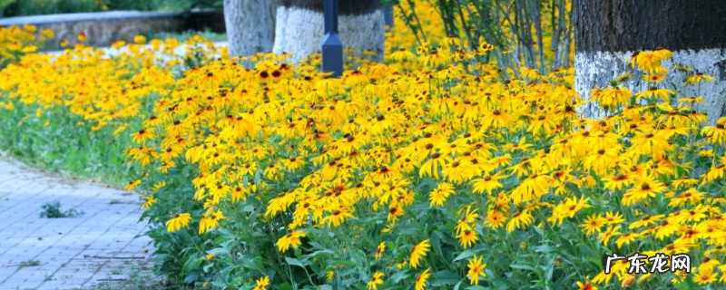 金菊怎么养殖 金光菊的养殖方法和注意事项