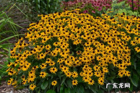 金菊怎么养殖 金光菊的养殖方法和注意事项