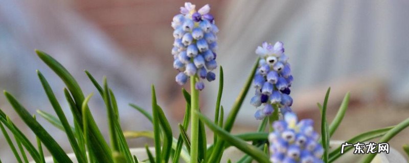 葡萄风信子最低温度 葡萄风信子耐寒多少度