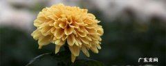 花中四君子是哪几种 花中四君子是指哪些植物