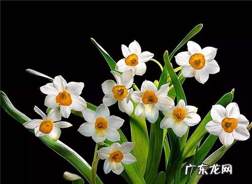 花的寓意大全及图片 花的寓意