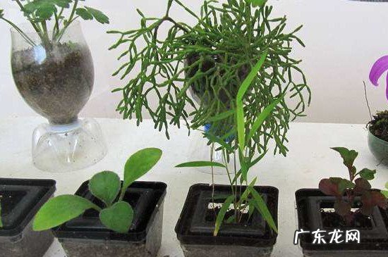 自制花盆废物利用奶粉桶 自制花盆废物利用