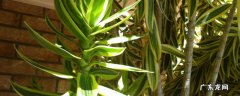 常见绿植名称大全 常见绿植名称