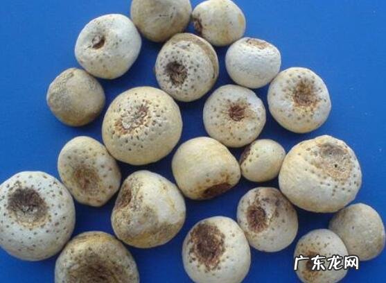 夏以后的传说 半夏由来的传说