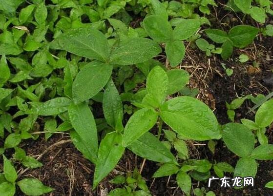 夏以后的传说 半夏由来的传说