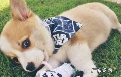 柯基杂交的25种可能 柯基和泰迪生出来是个什么