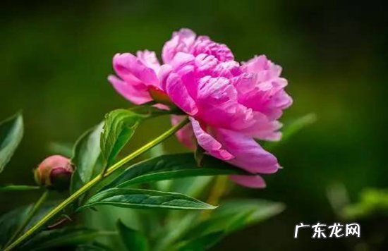 植物开花的六大器官 植物趣闻|神奇的植物开花“生物钟”
