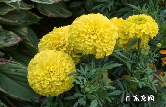 植物开花的六大器官 植物趣闻|神奇的植物开花“生物钟”