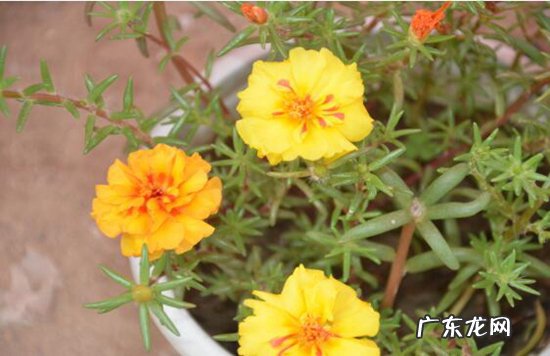 植物开花的六大器官 植物趣闻|神奇的植物开花“生物钟”