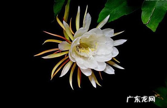 植物开花的六大器官 植物趣闻|神奇的植物开花“生物钟”