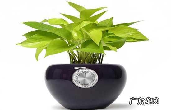 植物开花的六大器官 植物趣闻|神奇的植物开花“生物钟”