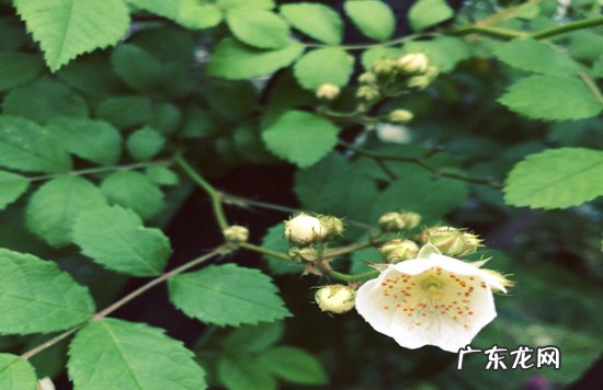 植物开花的六大器官 植物趣闻|神奇的植物开花“生物钟”