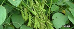 大豆的生长过程记录简单 大豆生长过程的记录