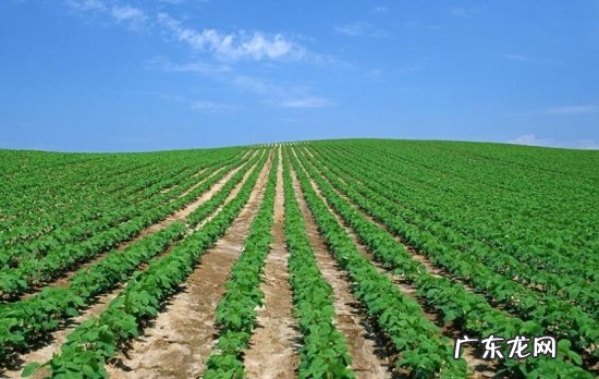 四川大豆种植技术 大豆种植技术