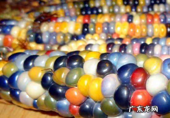 转基因大豆油的危害有哪些? 转基因大豆油的危害