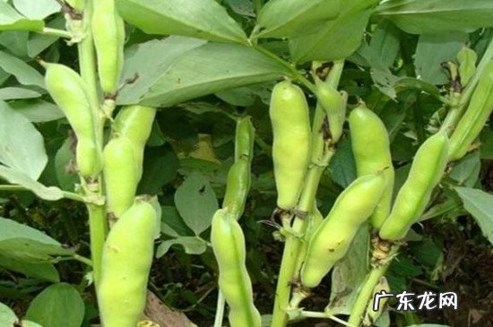 冬大豆播种时间 冬豆什么时候播种的