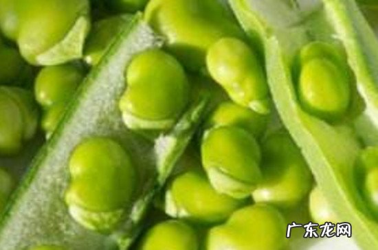 冬大豆播种时间 冬豆什么时候播种的