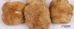 猴头菇吃法,猴头菇吃法视频