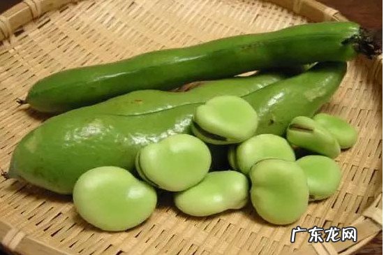 什么是蚕豆图片 什么是蚕豆