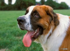 阿拉斯加犬多少钱一只 圣伯纳价格