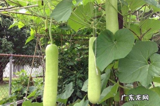 蒲瓜苦的有毒吗