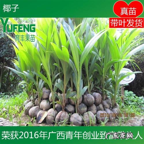 盆景老桩上盆后不发新芽、不生长之我见 椰糠种植树木长得慢怎么回事